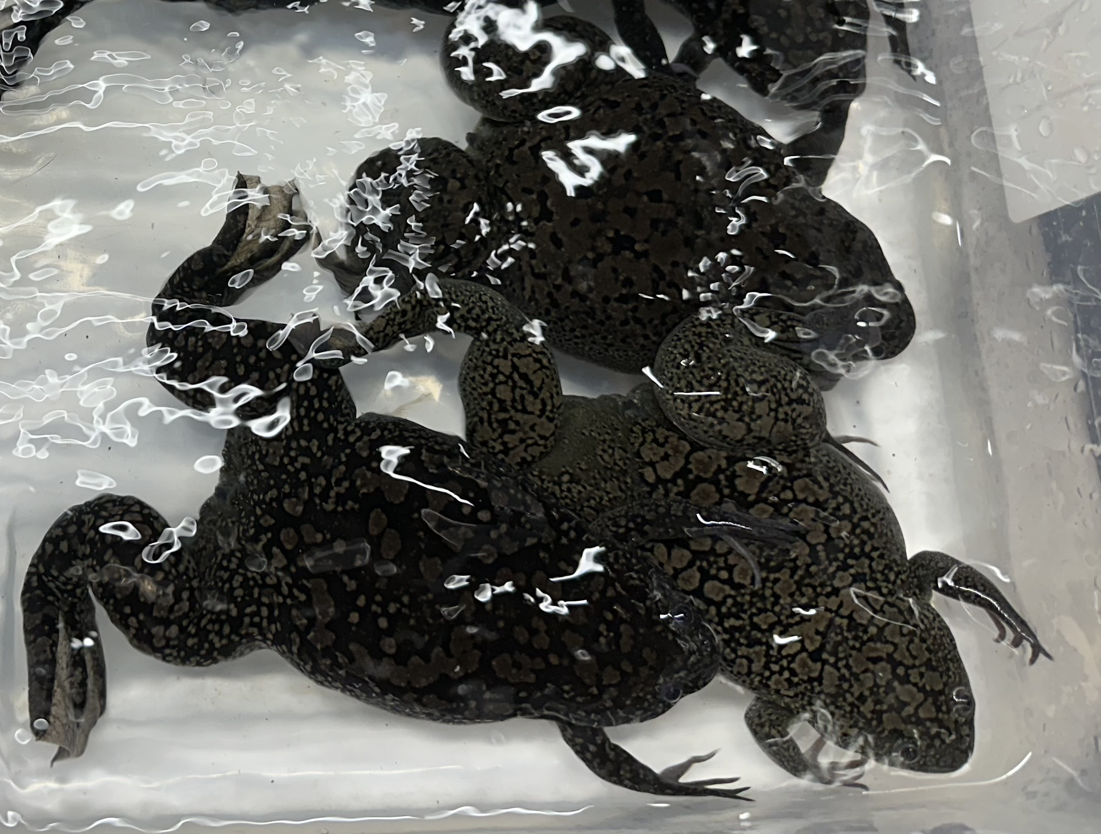 Adult Xenopus in a clear tank