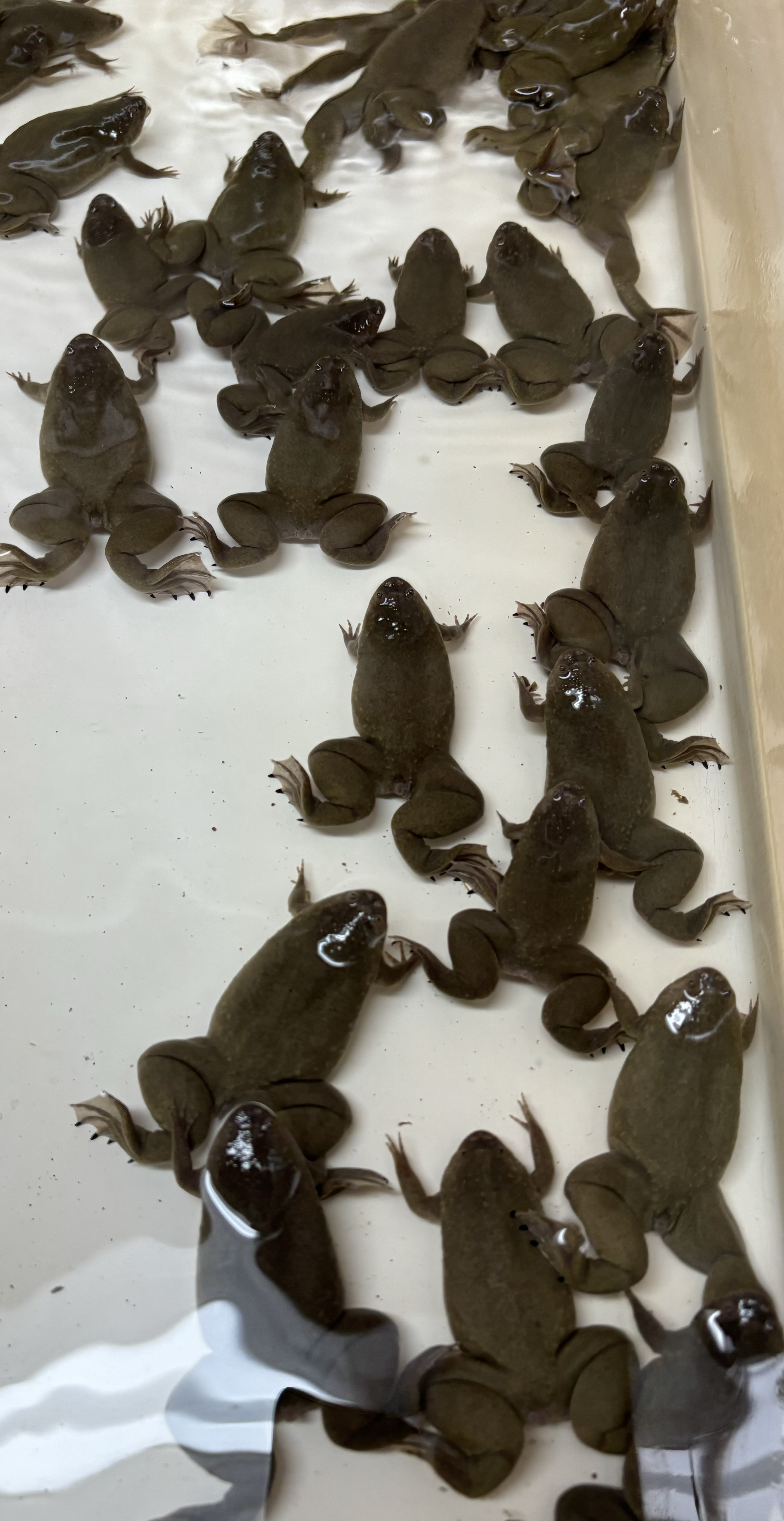 Group of Xenopus frogs